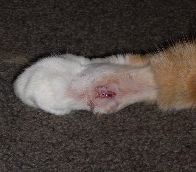Абсцессы у кошек Фото