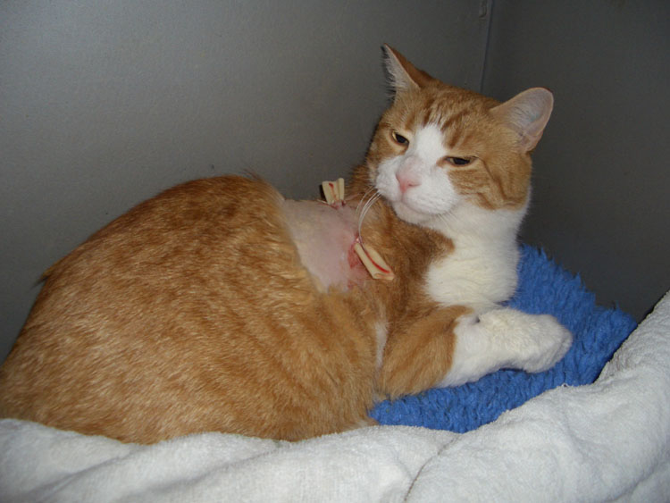 Абсцесы у кошек Фото