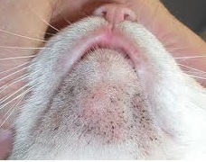 Акне у кошек Фото