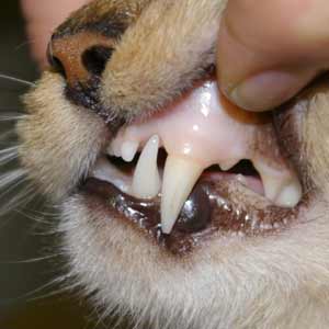 Анемия у кошек Фото