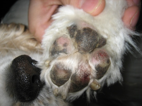 Атопический дерматит (атопия) у собак Фото