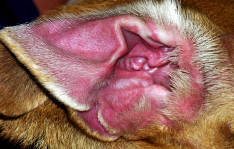 Атопический дерматит (атопия) у собак Фото