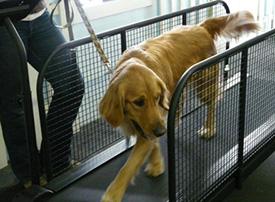 Беговая дорожка для собак Фото