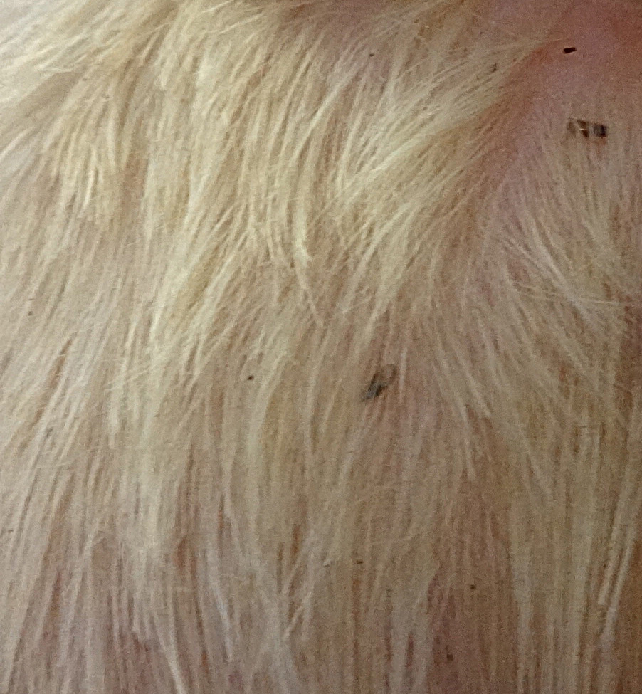 Блохи у собак Фото