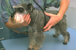 Болит живот у собаки