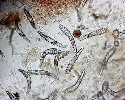 Demodex Cati Фото