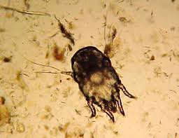 Otodectes Cynotis Фото