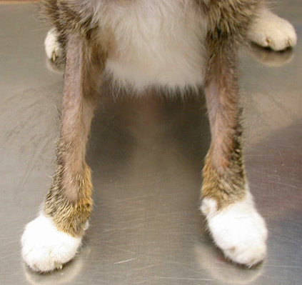 Демодекоз у кошек Фото