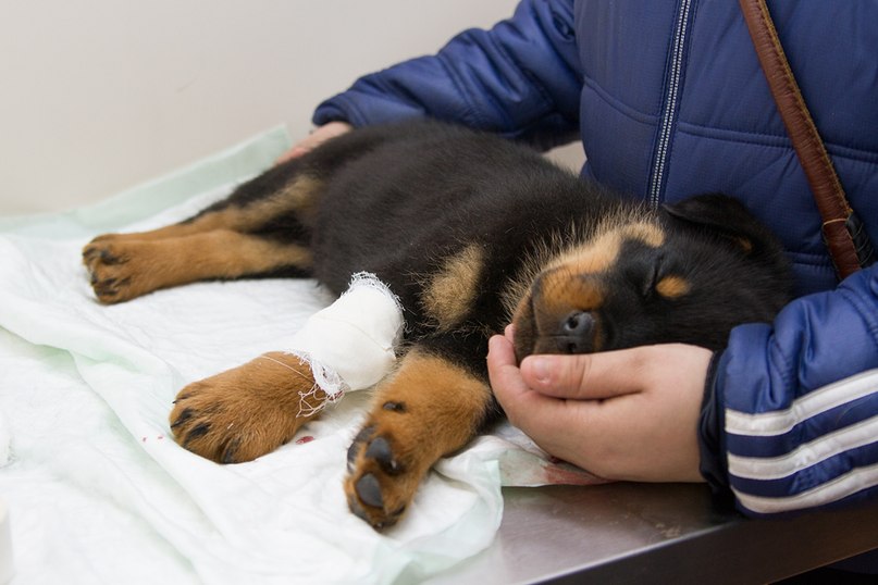 Гастроэнтерит у собак Фото