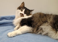 Инсульт у кошек Фото