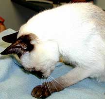 Инсульт у кошек Фото