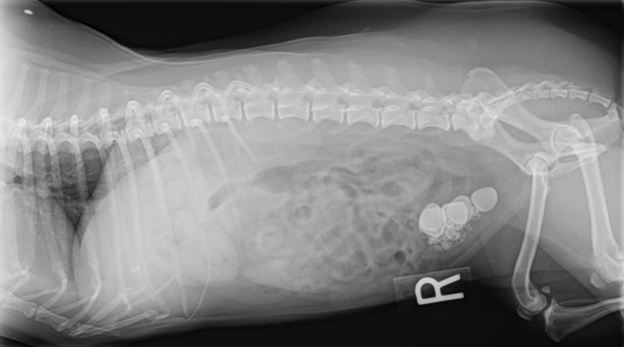 Мочекаменная болезнь у собак фото