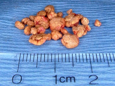 Мочекаменная болезнь у собак Фото