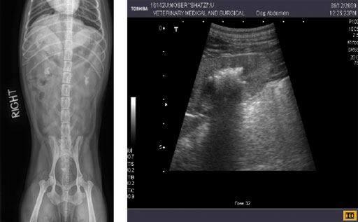 Камни в почках у кошек Фото