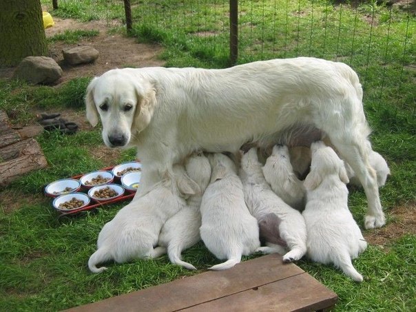 Мифы о кастрации Фото