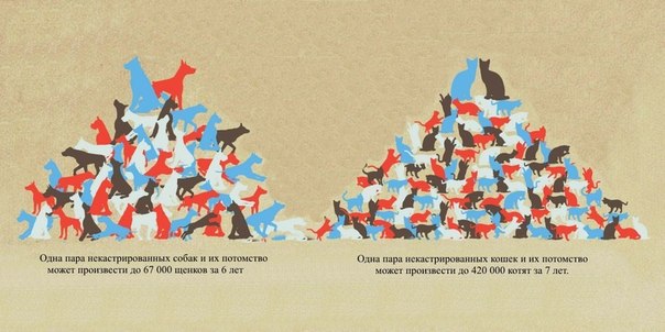 Мифы о кастрации Фото