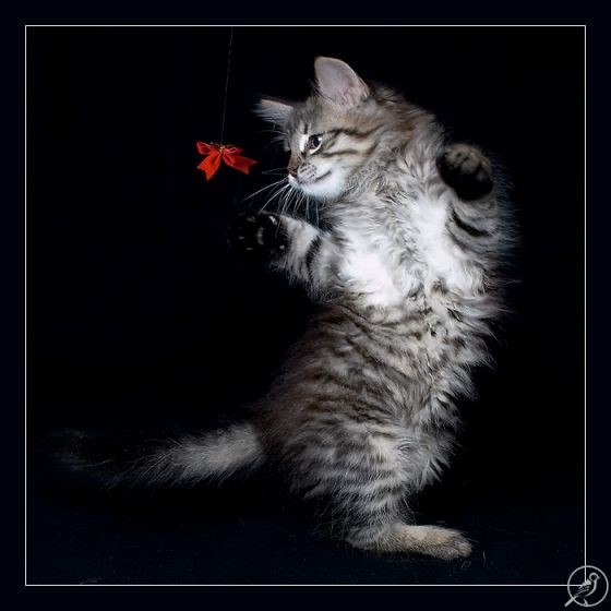 Мифы о кастрации Фото