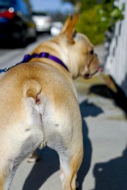 Кастрация кобеля Фото