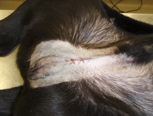 Кастрация кобеля Фото