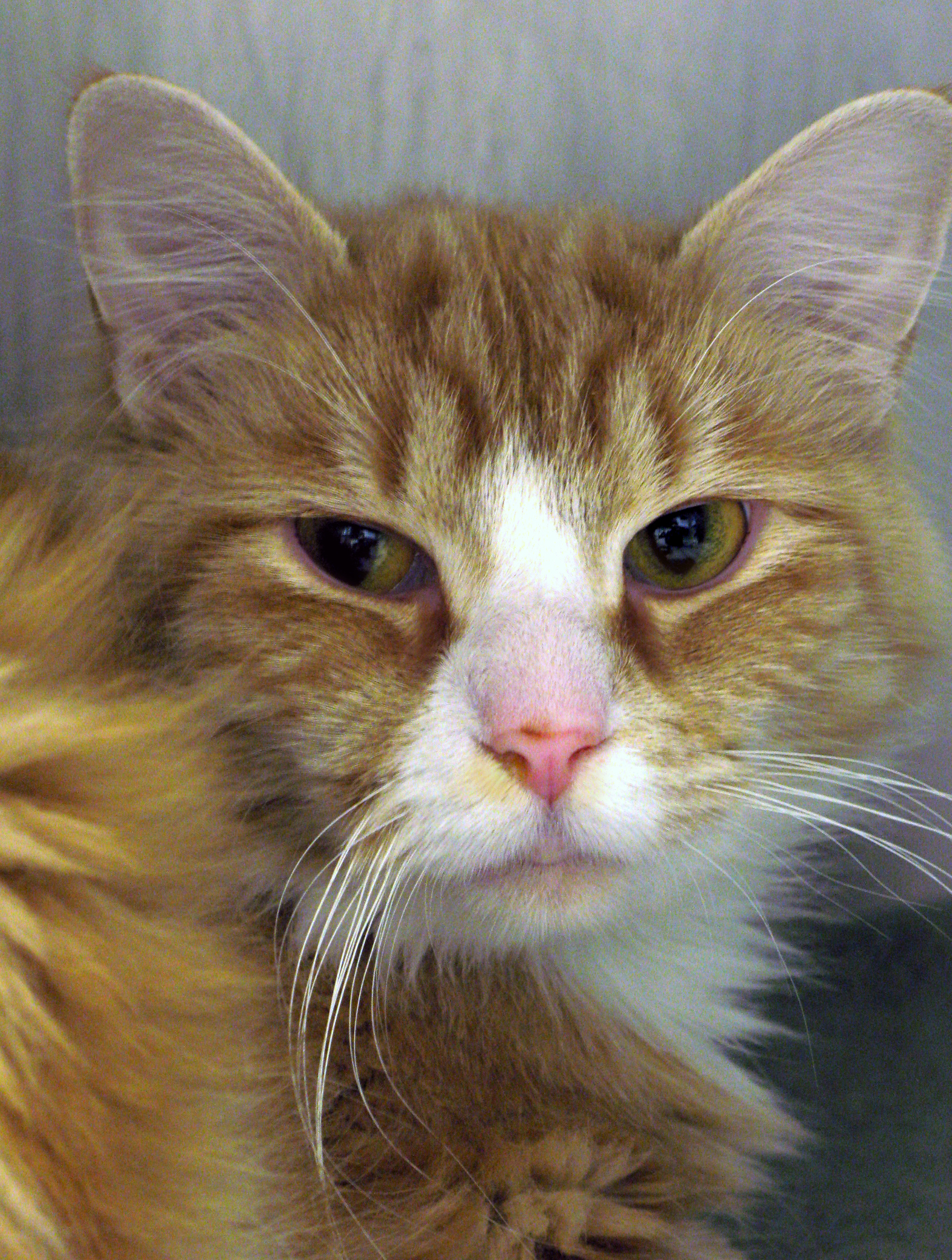 Кашель у кошек Фото