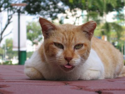 Кашель у кошек Фото