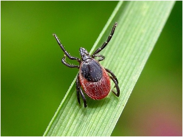 Клещи у собак Фото