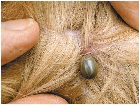 Клещи у собак Фото
