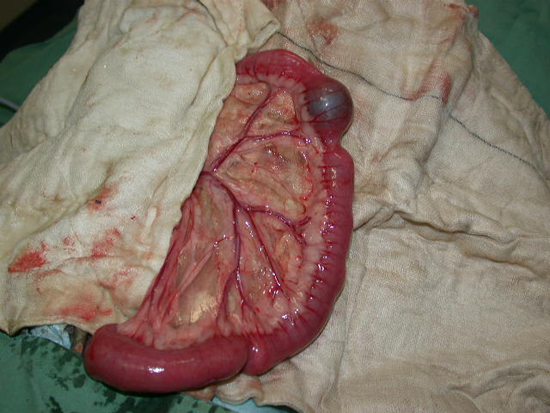 Кишечная непроходимость у кошек Фото