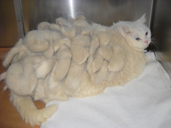 Колтуны у кошек Фото