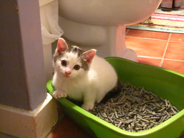 Кровь в кале у кошек