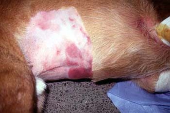 Отравление собак крысиным ядом Фото