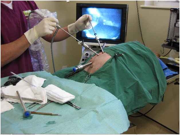 Лапароскопическая стерилизация кошек и собак Фото