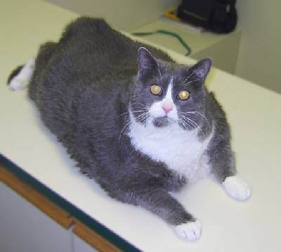 Липидоз печени у кошек Фото