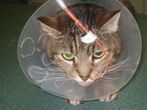 Липидоз печени у кошек Фото