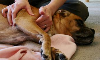 Массаж для собак Фото