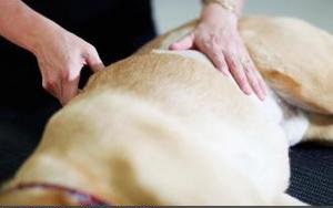 Массаж для собак Фото