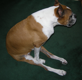 Дегенеративная миелопатия собак Фото