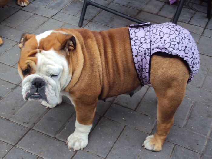 Недержание мочи у собак Фото