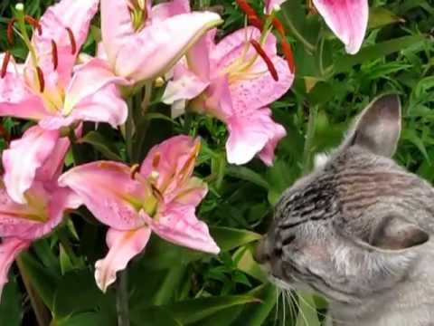 Отравление у кошек Фото