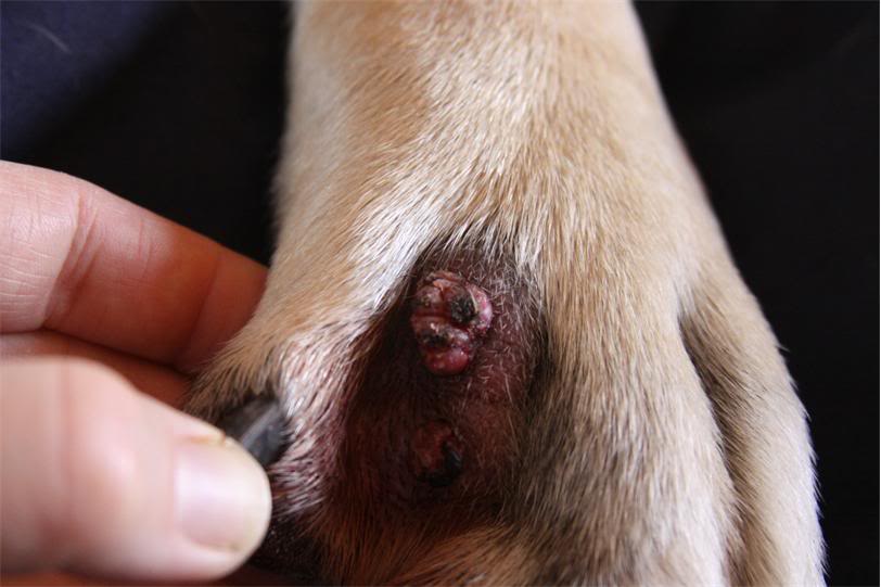 Папилломы у собак фото