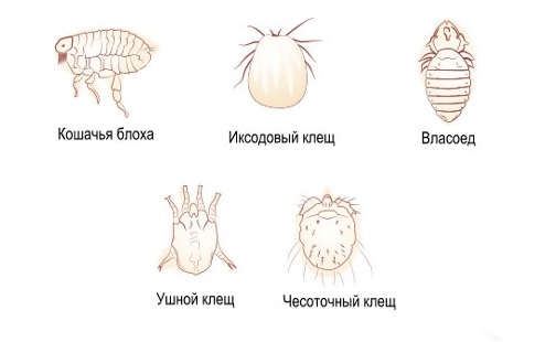 Лечение паразитов у кошек Фото