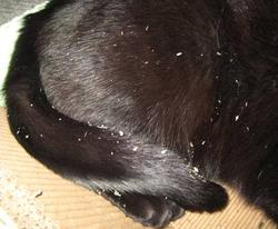 Перхоть у кошек Фото