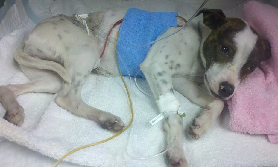 Перитонит у собак и кошек Фото