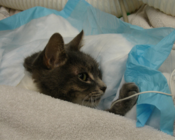 Перитонит у собак и кошек Фото