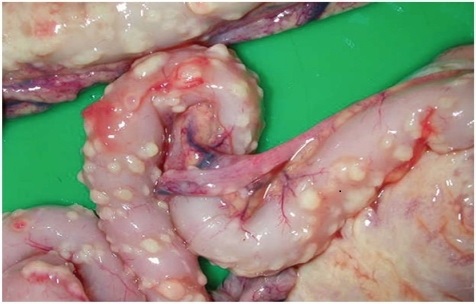 Инфекционный перитонит кошек FIP (ВПК, ИПК) Фото