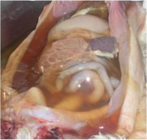 Инфекционный перитонит кошек FIP (ВПК, ИПК) Фото