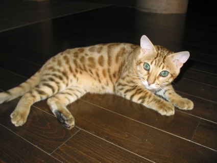 Инфекционный перитонит кошек FIP (ВПК, ИПК) Фото