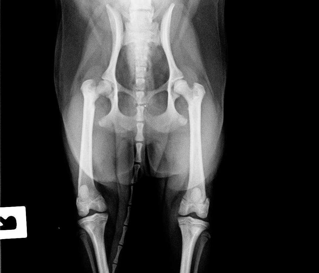 болезнь Пертеса у собак фото