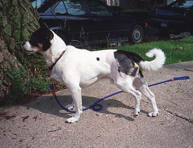 болезнь Пертеса у собак фото