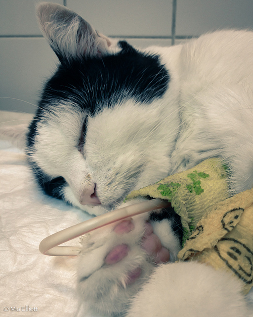 Болезни почек у кошек Фото